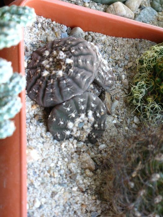 Gymnocalycium ragonesii - CACTACEAE - diverse specii si genuri