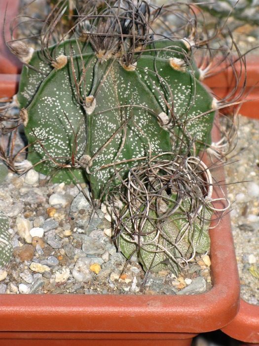 astrophytum capricorne - CACTACEAE - diverse specii si genuri