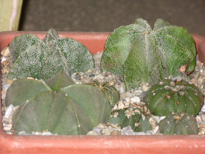 Astrophytum hybrid