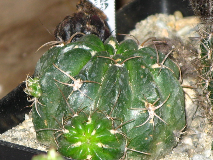 Lobivia jajoiana var. paucicostata