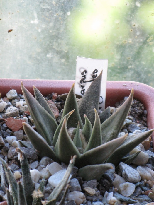 ariocarpus trigonus