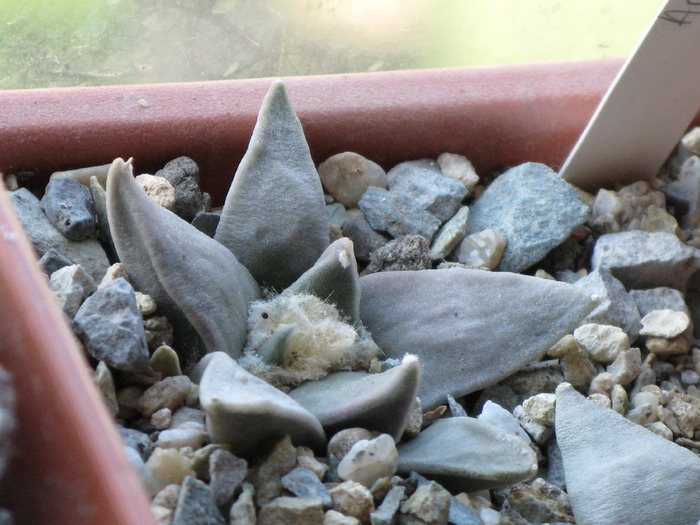 ariocarpus retusus