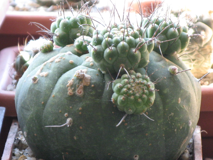 matucana polzii