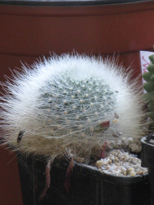 Notocactus haselbergii