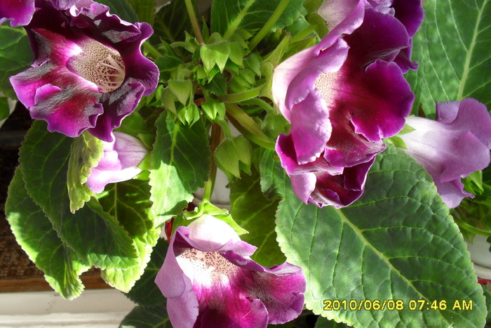 flori-08 003 - Flori 2010