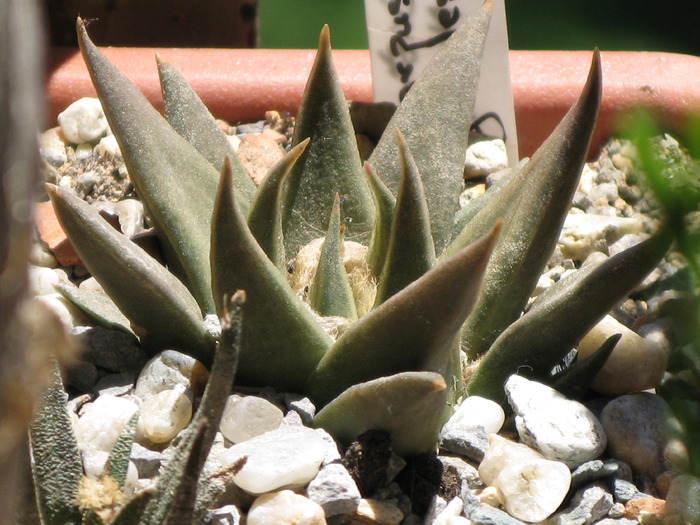 ariocarpus trigonus