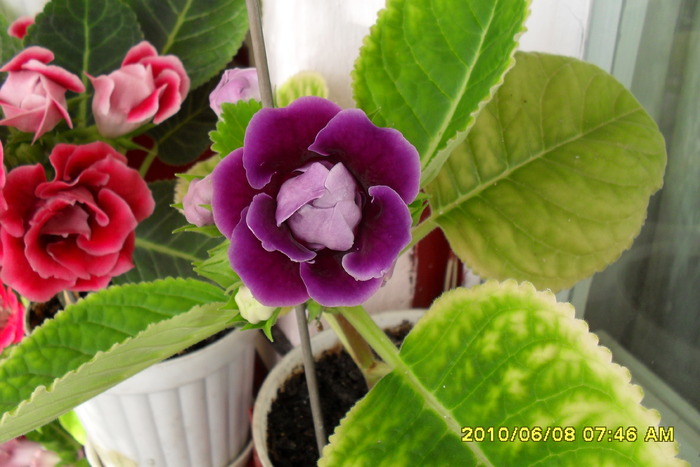 flori-08 002 - Flori 2010