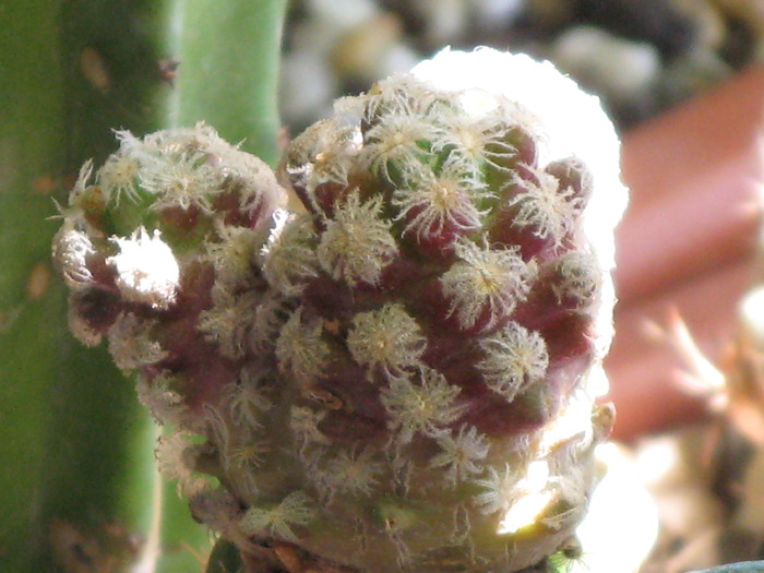 Mammillaria theresae