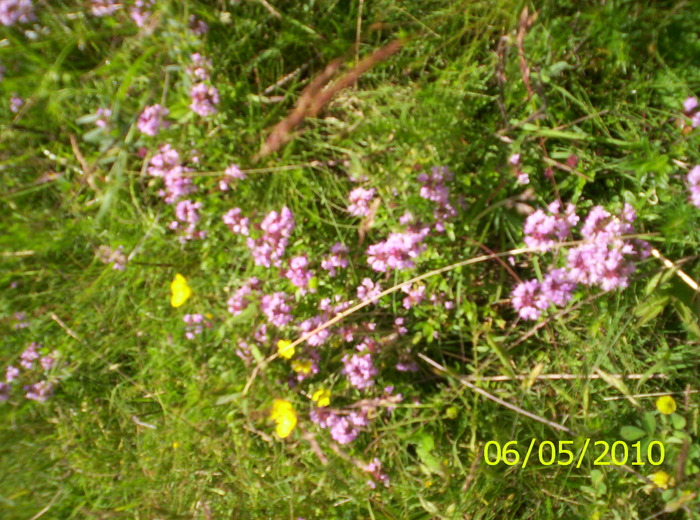 cimbrisor de camp - flori de camp