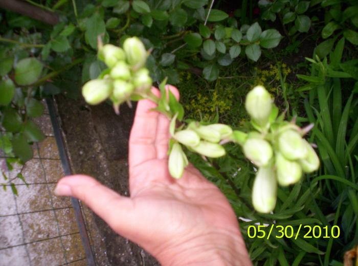 boboci de crin - CRIN-hemerocallis