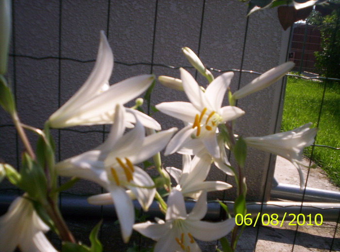 Lilium bulbiferum - CRIN-hemerocallis