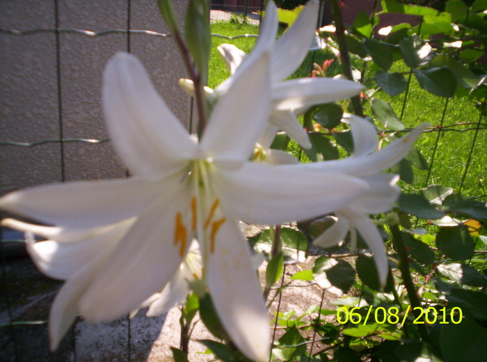 Crin alb - CRIN-hemerocallis