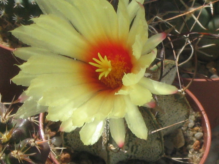 Astrophytum capricorne v major RS 104 - Cactusi