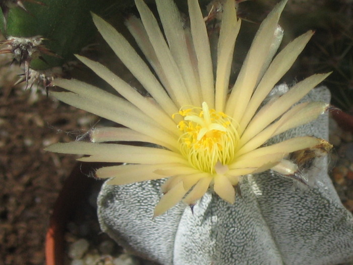 Astrophytum myriostigma tulense - Cactusi