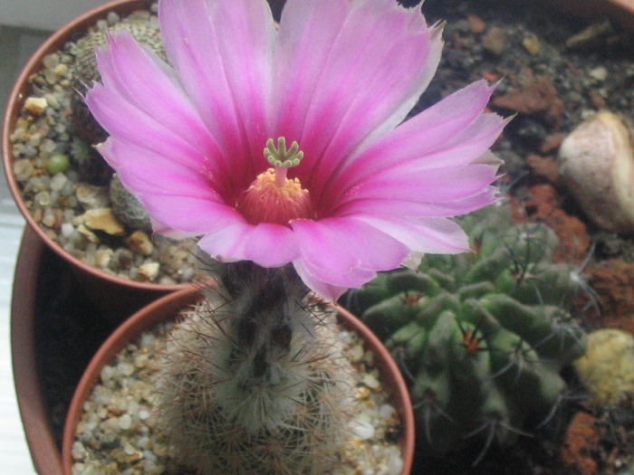 Echinocereus dasyacanthus - Cactusi