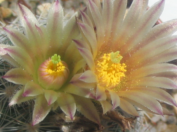 Escobaria emskoetteriana Cuatrocienagas, Coahuila - Cactusi