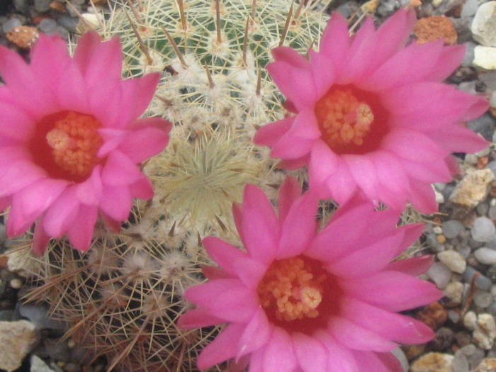 Notocactus gutierezii