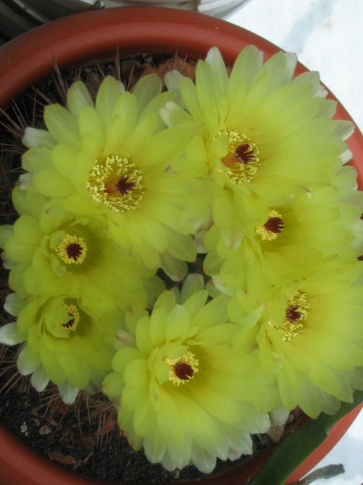 Notocactus schlosseri - Cactusi