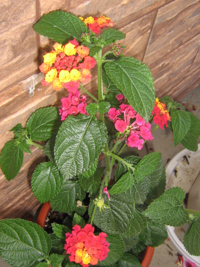 23 mai 042 - lantana