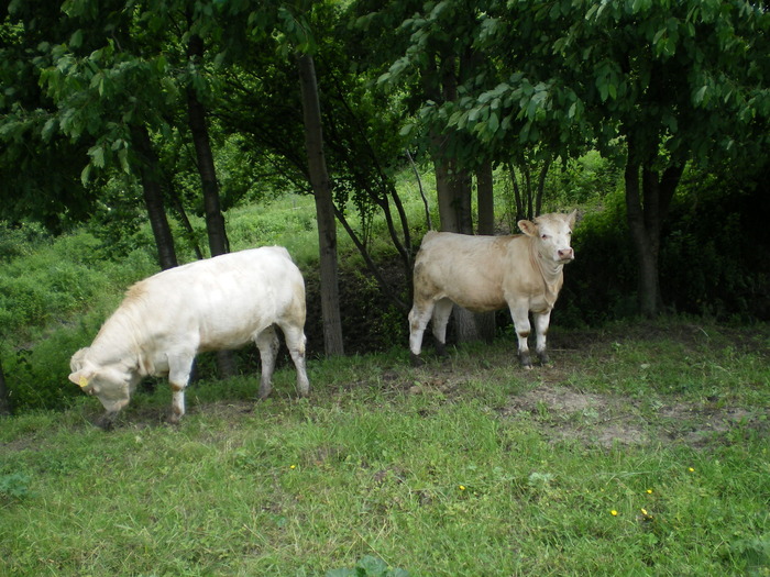 La umbra - Vaci carne