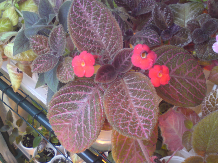 Kee Wee - 3 floricele - Episcia
