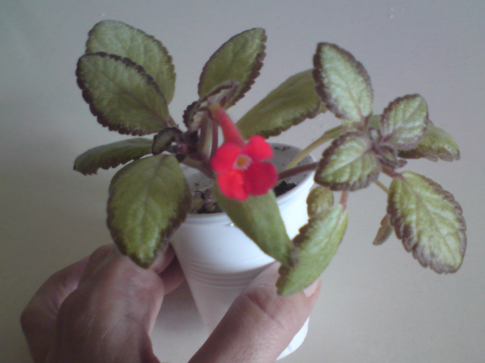 Silver Skies - varietate miniaturala - Episcia