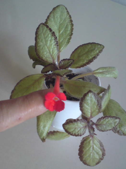 Silver Skies - miniatura (1) - Episcia