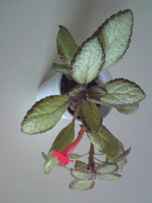 Silver Skies - miniatura (2) - Episcia