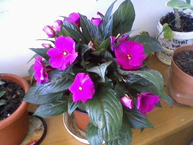 impatiens Noua Guinee(8-06)