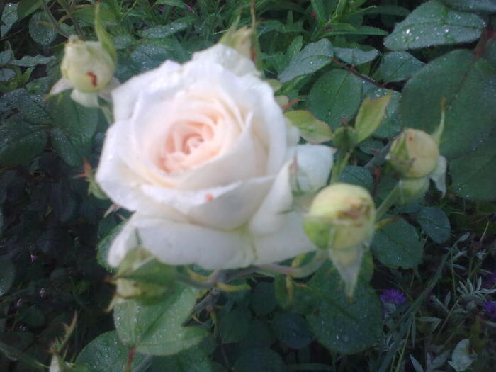 Image0228 - trandafiri
