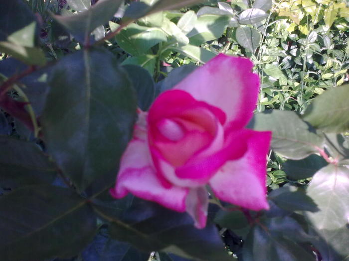 Image0233 - trandafiri