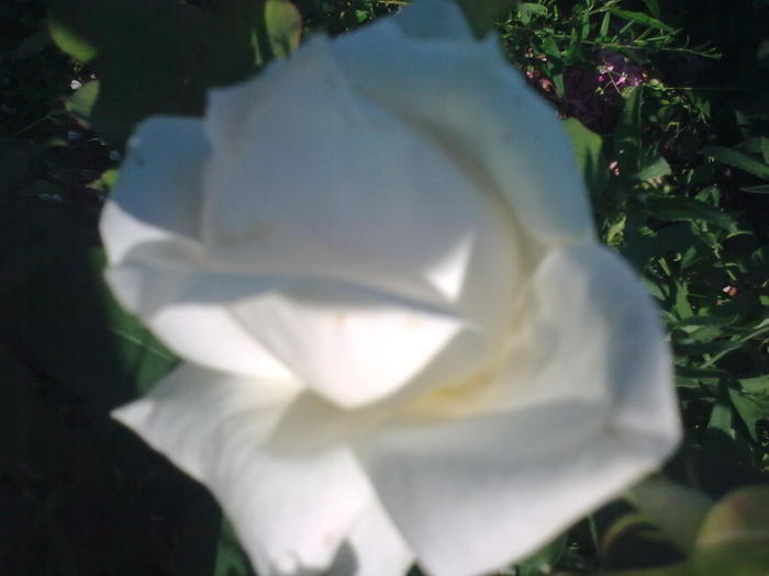 Image0241 - trandafiri