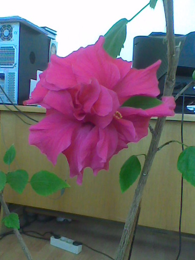 07.06.2010 - flori - trandafir chinezesc