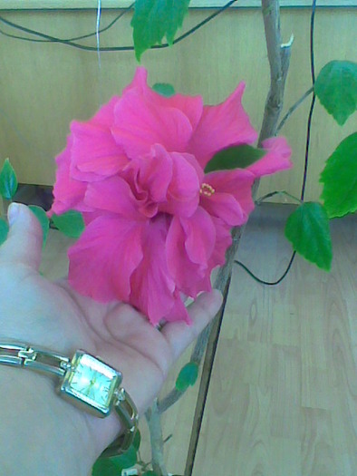 07.06.2010 - flori - trandafir chinezesc