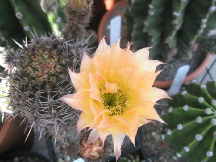 Echinopsis X Lobivia - floare - Echinopsis