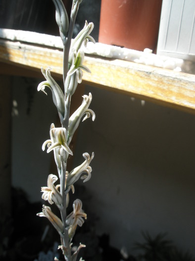 Haworthia arachnoideum - tija florala - Haworthia