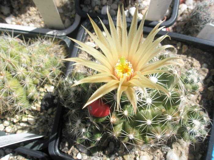 Escobaria missouriensis v. caespitosa - 08.06 - Escobaria