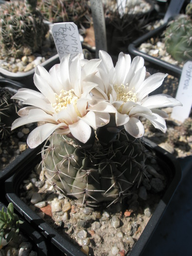 Gymnocalycium - 08.06 - Gymnocalycium