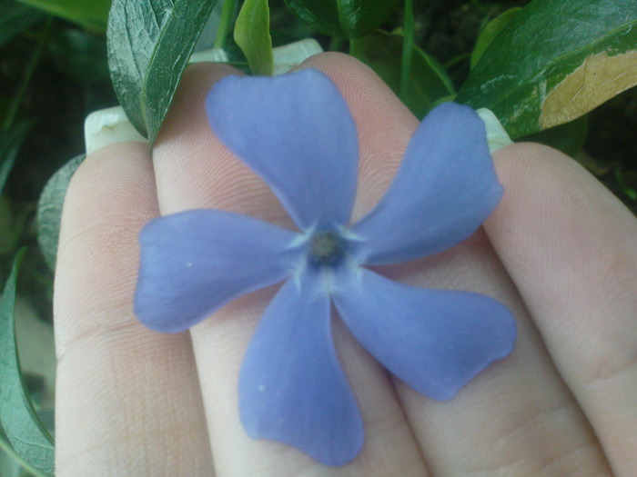 vinca