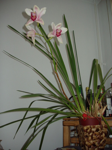 Cymbidium - 0010 ORHIDEE 2010