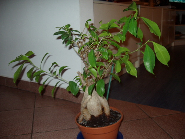 bonsai2 2010