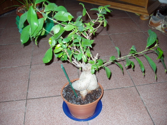 bonsai1 2010