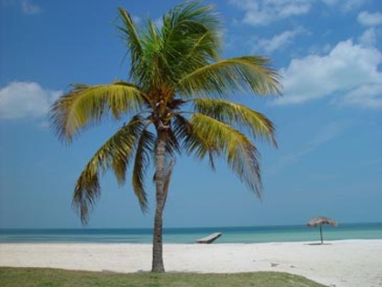 palm - peisaje cu marea
