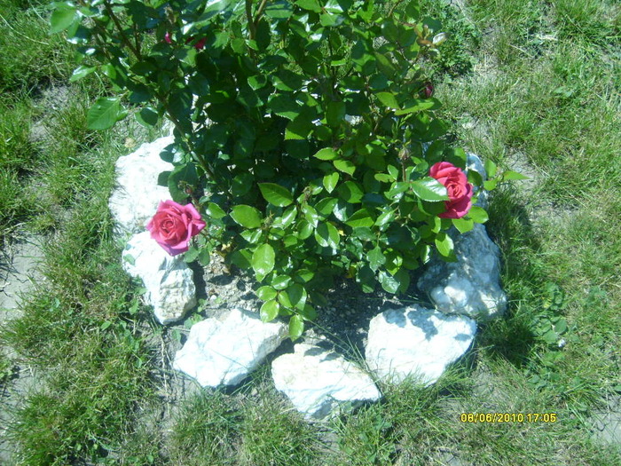 S6303616 - trandafiri