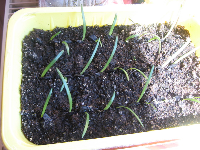 09.06.2010 - amarilis - seminte