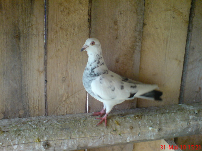 Porumbita lui (porumboiul 2009) - Porumbeii mei
