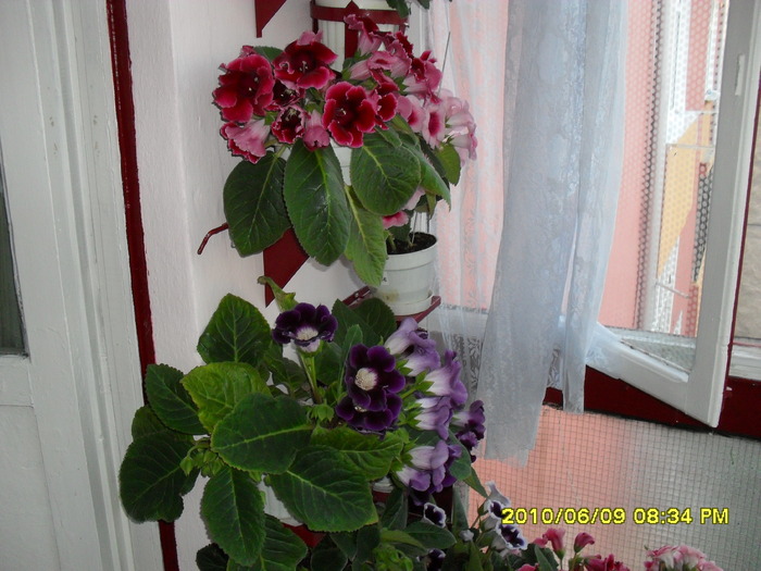 flori-09 004 - Flori 2010