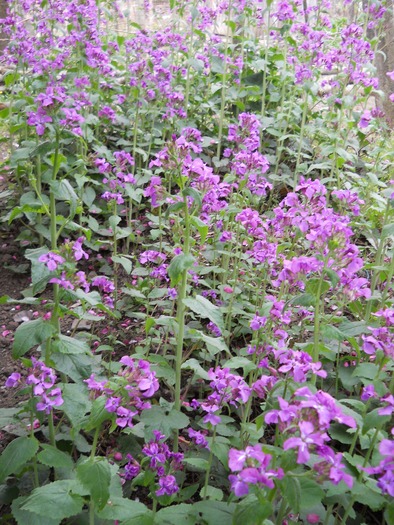 lunaria