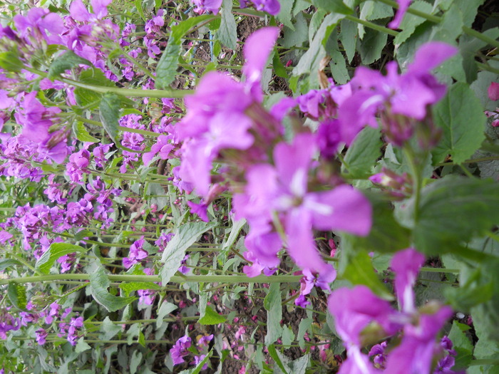 lunaria