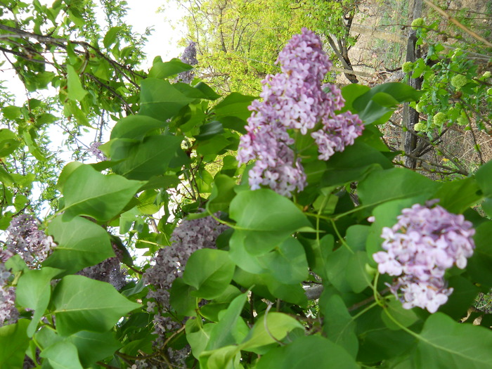 liliac